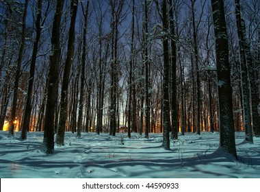 Winter Forest At Night Time