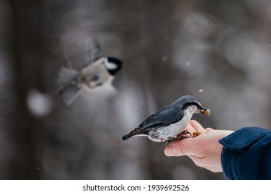 Winter forest. Nuthatch eats from hands 