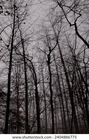 Winter forest on a foggy day, with fallen trees, bare branches, and gloomy mood. 