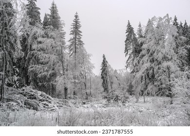                  winter forest on a gloomy day              