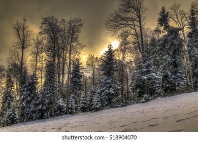     Winter Forest On Medvednica At Sunset 