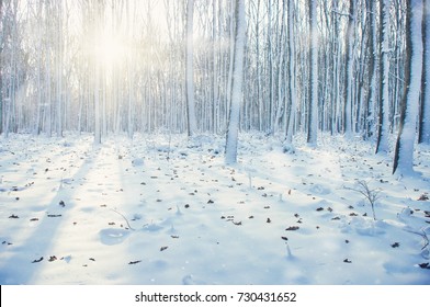  Winter Forest On Sun And Tree In Snow