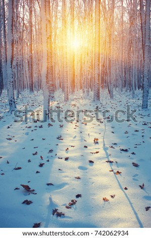 Similar – Foto Bild Wintersonne Natur