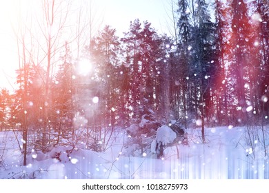 Winter forest on a sunny day. Landscape in the forest on a snowy morning. New Year winter forest. - Shutterstock ID 1018275973