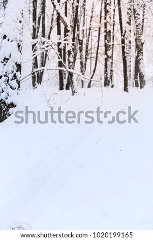 Winter forest panorama