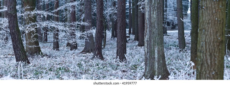 Winter Forest Panorama (color Toned Image; Panoramic Photo Made Of Multiple Shots -> Excellent Resolution, Very Suitable For Large Size Prints)