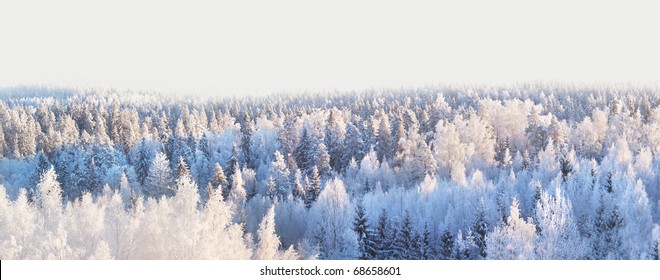 Winter forest panorama on sunny day