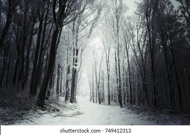 Winter Forest Path