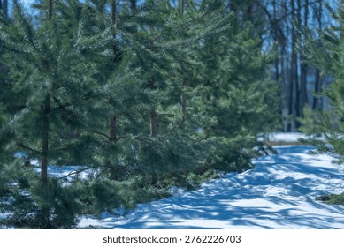 Winter forest path invites exploration. Snowcovered pine forest with serene walkway. Chilly coniferous forest scene featuring narrow snowcovered trail and peaceful atmosphere