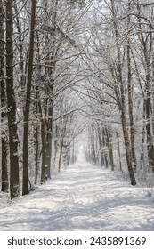 winter forest path. snow in the forest