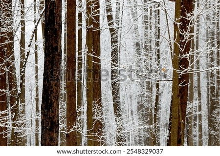 Winter forest pattern number 1
