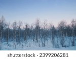Winter forest scenery in Findland              