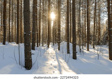 a winter forest scenery with sun shining trough the trees.