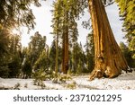 Winter forest in Sequoia National Park, United States Of America