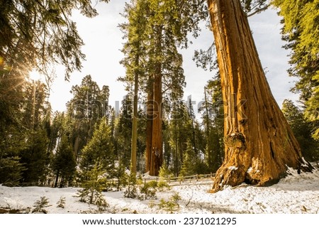 Winter forest in Sequoia National Park, United States Of America