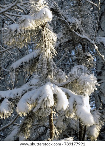 Similar – Snow vs. sun Natur Pflanze