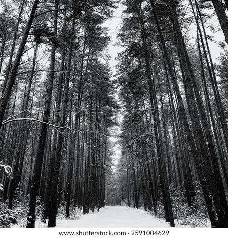 winter forest snow convered path in the pine winter forest