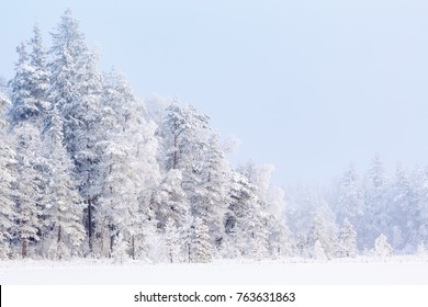 Winter Forest With Snow And Frost In The Trees Of The Taiga