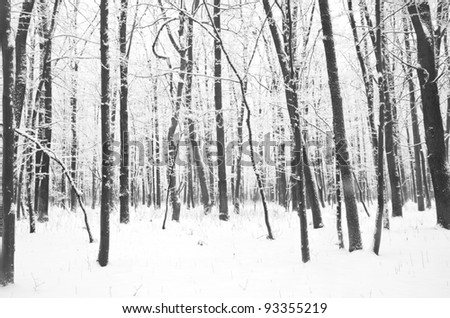 Winter forest with snow on trees and floor