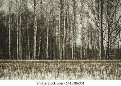 winter forest in snow storm with naked trees and dry grass leftovers - vintage retro look