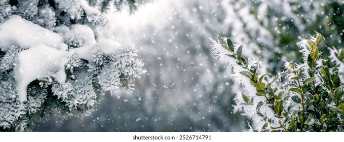 winter forest with snow-covered spruce branch and boxwood bush during snowfall - Powered by Shutterstock