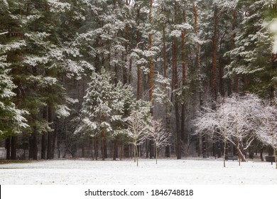 Winter Forest, Snowy Nature. Cold Winter. Russian Forest. December. January. February.