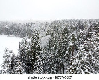 Winter Forest With Snowy Trees, Aerial View. Winter Nature, Aerial Landscape, Trees Covered White Snow