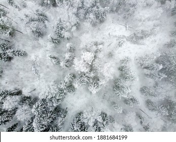 Winter Forest With Snowy Trees, Aerial View. Winter Nature, Aerial Landscape, Trees Covered White Snow