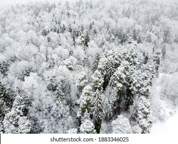 Winter Forest With Snowy Trees, Aerial View. Winter Nature, Aerial Landscape, Trees Covered White Snow