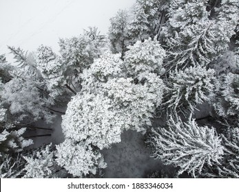 Winter Forest With Snowy Trees, Aerial View. Winter Nature, Aerial Landscape, Trees Covered White Snow