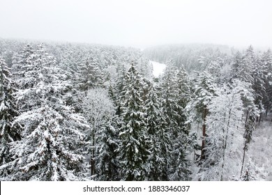 Winter Forest With Snowy Trees, Aerial View. Winter Nature, Aerial Landscape, Trees Covered White Snow