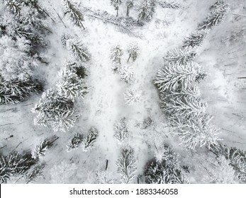 Winter Forest With Snowy Trees, Aerial View. Winter Nature, Aerial Landscape, Trees Covered White Snow