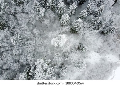 Winter Forest With Snowy Trees, Aerial View. Winter Nature, Aerial Landscape, Trees Covered White Snow