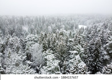 Winter Forest With Snowy Trees, Aerial View. Winter Nature, Aerial Landscape, Trees Covered White Snow