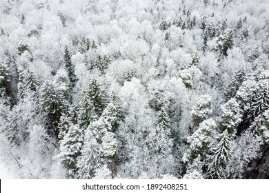 Winter Forest With Snowy Trees, Aerial View. Winter Nature, Aerial Landscape, Trees Covered White Snow