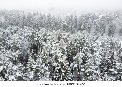 Winter Forest With Snowy Trees, Aerial View. Winter Nature, Aerial Landscape, Trees Covered White Snow