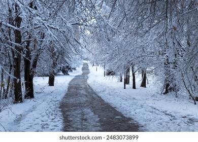 Winter forest in the South Park in Sofia, Bulgaria. Beautiful snowy scenery in the park. Seasonal changes and cold weather. Natural background with snow-covered trees.