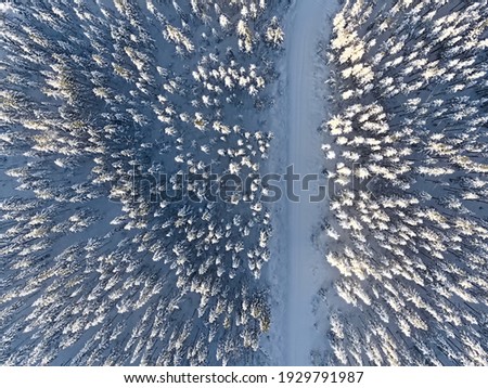 Winter forest in Sweden, shot with a drone from above.