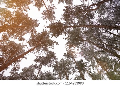 Winter forest theme. Abstract pattern from trees covered with snow