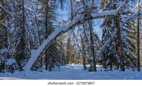 Winter forest. There are thick layers of snow on the branches and trunks of trees. Snowdrifts on the ground. Clear blue sky. A sunny day. Altai
