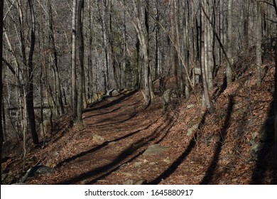 Winter Forest Trail Chattanooga Tennessee 