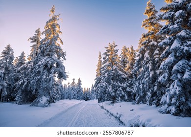 Winter forest trail with cross-country ski track in mountains. Snow covered trees illuminated by warm golden sunlight at sunset - Powered by Shutterstock