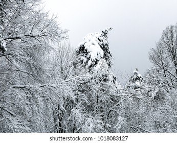 winter forest trees
