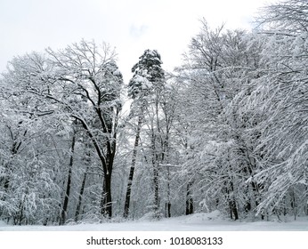 winter forest trees