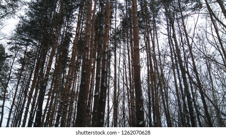 Winter Forest Trees