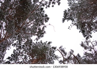 winter forest trees