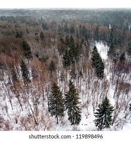 Winter forest. View from above. Winter landscape.
