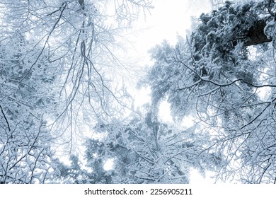 Winter forest, view from below. Leafless winter trees with snow on branches