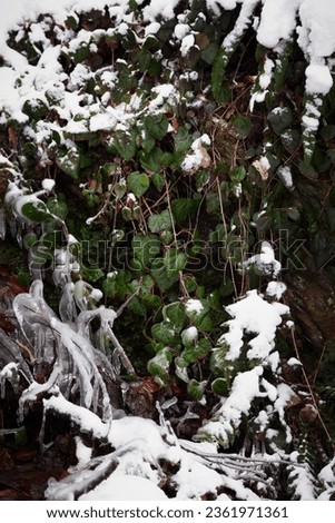 Winter forest. waterfall with snow, ice and greens