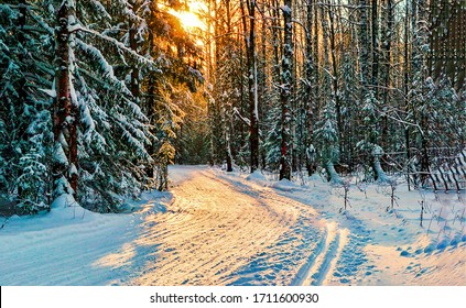 Winter forrest road in snowy woods